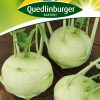 Kohlrabi-Delikatess-weißer-Gaertnerland-Quedlinburg