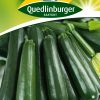 Zucchini-Ambassador-Gaertnerland-Quedlinburg