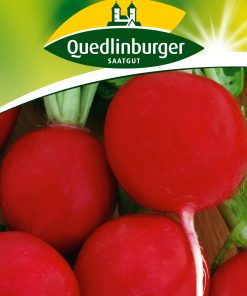 Radies-Riesenbutter-Gaertnerland-Quedlinburg