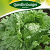 Eissalat-Great-Lakes-Gaertnerland-Quedlinburg