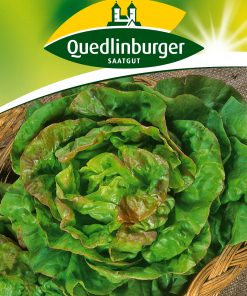 Kopfsalat-Meikoninging-Gaertnerland-Quedlinburg