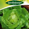 Kopfsalat-Mona-Gärtnerland-Quedlinburg