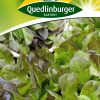 Pflücksalat-Amerikanischer-brauner-Gärtnerland-Quedlinburg