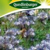 Phacelia-Bienenfreund-Gaertnerland-Quedlinburg