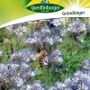phacelia-bienenfreund-gaertnerland-quedlinburg