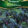 Wachsblumen-Bienenliebling-Gaertnerland-Quedlinburg