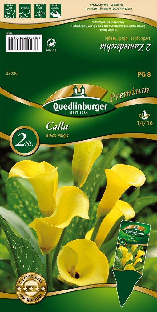 Calla-Black-Magic-Gaertnerland-Quedlinburg