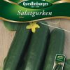 Salatgurken-Einlegegurke-Silor-Gaertnerland-Quedlinburg