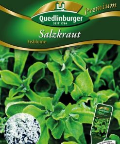 Salzkraut-Eisblume-Gaertnerland-Quedlinburg