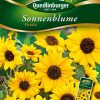 Sonnenblume-Piccolo-Gaertnerland-Quedlinburg