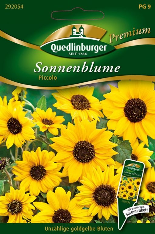 Sonnenblume-Piccolo-Gaertnerland-Quedlinburg