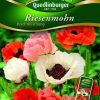 Riesenmohn-Prachtmischung-Gaertnerland-Quedlinburg