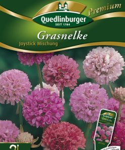 Grasnelke-Joystick-Mischung-Gaertnerland-Quedlinburg