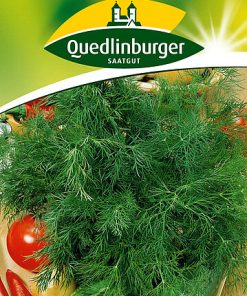 Dill-gewoehnlicher-Gaertnerland-Quedlinburg