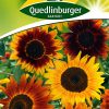 Sonnenblumen-Herbstschoenheit-Gaertnerland-Quedlinburg