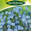 Lein-Blau-Staudenlein-Gaertnerland-Quedlinburg