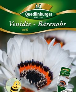 Venidie-Baehrenohr-weiß-Gaertnerland-Quedlinburg