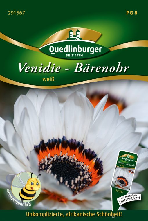 Venidie-Baehrenohr-weiß-Gaertnerland-Quedlinburg