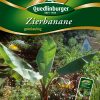Zierbanane-Gaertnerland-Quedlinburg