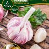 Knoblauch-Murado-Gaertnerland-Quedlinburg