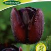 einfache-späte-tulpen-gaertnerland-quedlinburg