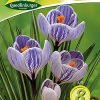 grossblumiger-gartenkrokus-gaertnerland-quedlinburg