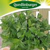 pfefferminze-gaertnerland-quedlinburg