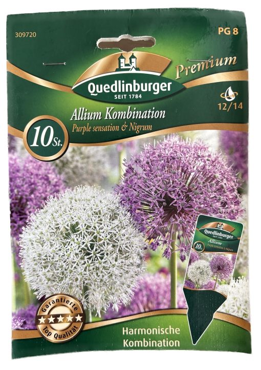 allium-kombination-purple-sensation-und-nigrum-gaertnerland-quedlinburg