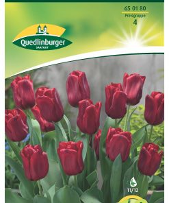 blumenzwiebeln-tulpen-gaertnerland-quedlinburg