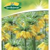 blumenzwiebeln-kaiserkrone-gaertnerland-quedlinburg