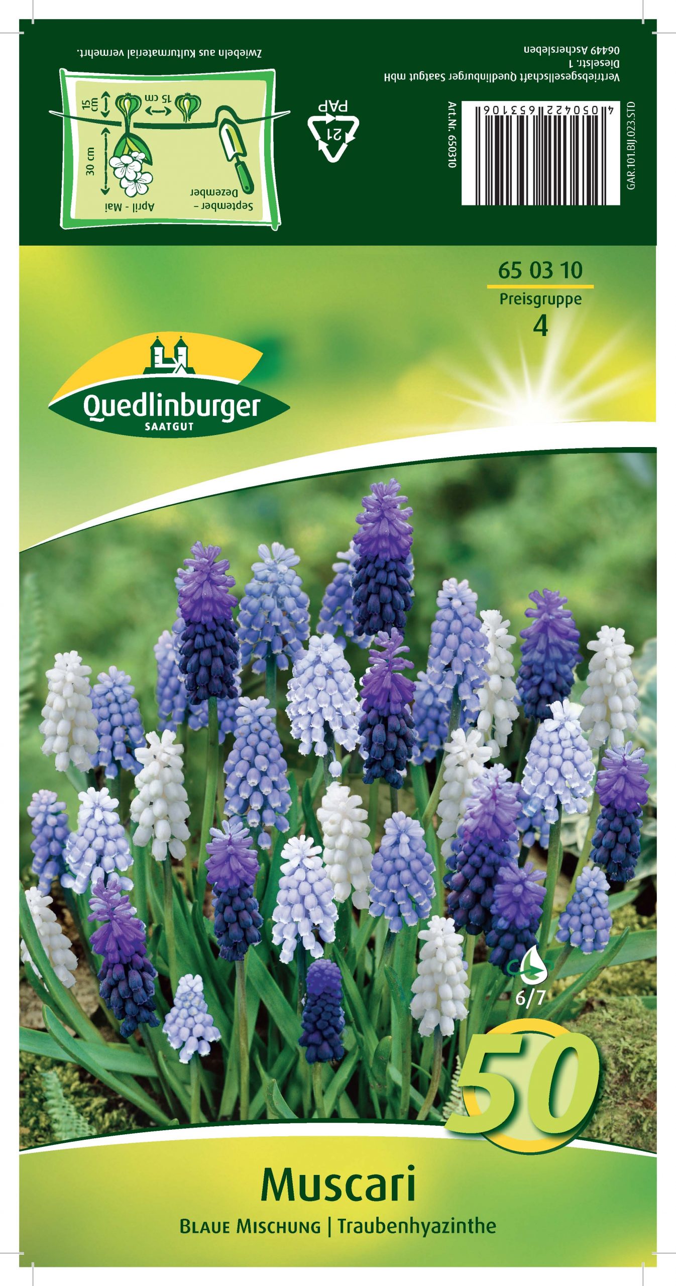Traubenhyazinthe Muscari Valerie Finnis – 50 Blumenzwiebeln, Winterhart, Blüht Hellblau Im Mai