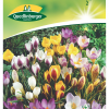 Gaertnerland-Quedlinburg-Blumenzwiebeln-Krokus
