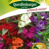 kamelien-balsaminen-gaertnerland-quedlinburg