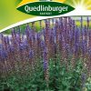 ysop-gaertnerland-quedlinburg
