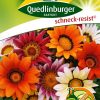 mittagsgold-grossblumige-mischungen-gaertnerland-quedlinburg
