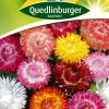 strohblumen-riesenblumige-gaertnerland-quedlinburg