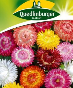 strohblumen-riesenblumige-gaertnerland-quedlinburg
