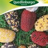 ziermais-harlekin-gaertnerland-quedlinburg