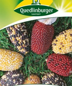 ziermais-harlekin-gaertnerland-quedlinburg