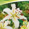 orientalische-lilien-gelb-weiß-gaertnerland-quedlinburg