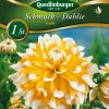 schmuckdahlie-seattle-gaertnerland-quedlinburg