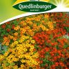studentenblumen-zwerg-mischungen-gaertnerland-quedlinburg