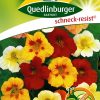 kapuzinerkressesamen-zwerg-prachtmischung-gaertnerland-quedlinburg