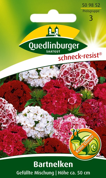 bartnelken-gefuellte-mischung-gaertnerland-quedlinburg