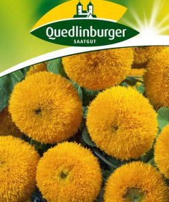 sonnenblumen-gaertnerland-quedlinburg