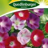 prunkwinden-prachtmischung-gaertnerland-quedlinburg