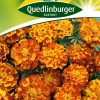 studentenblumensamen-bolero-gaertnerland-quedlinburg
