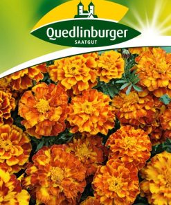 studentenblumensamen-bolero-gaertnerland-quedlinburg