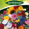 sommerblumen-gaaertnerland-quedlinburg