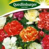 chabaud-nelken-gaertnerland-quedlinburg